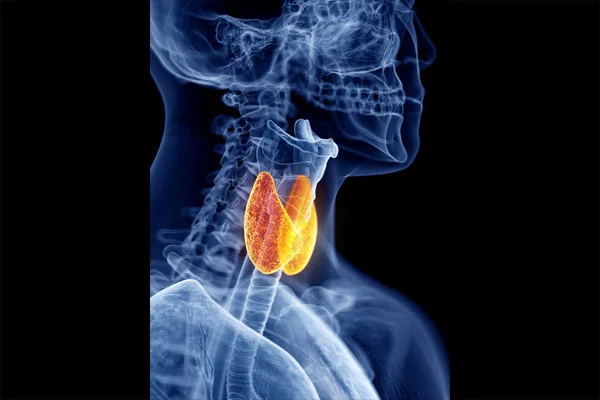 Thyroid